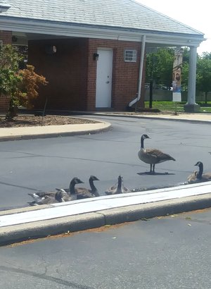 Geese