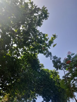 Arboles