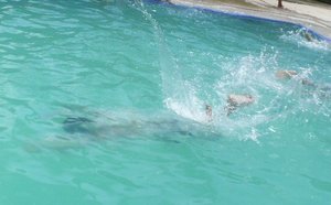 Dip in the swimming pool