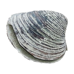 EN: A shell I once found on the Rhine (river). DE: Eine Muschel die ich einst am Rhein fand.