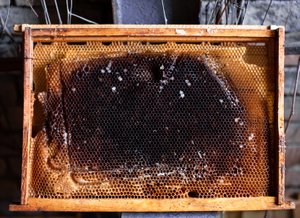 honeycomb 4000x2900px