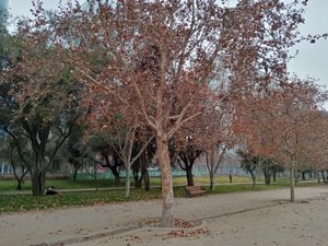 Árbol con hojas secas