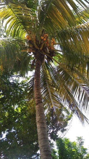 Palmera de coco