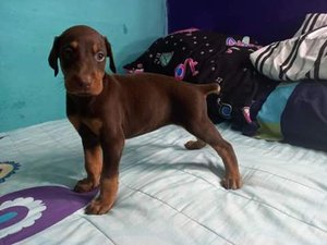 Perro