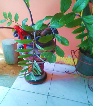 Planta ornamental