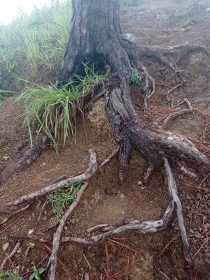 Pine root