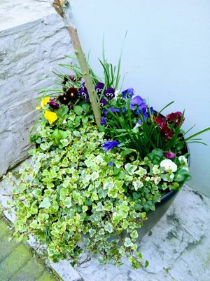 Flores