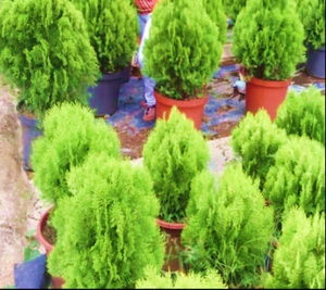 Planta