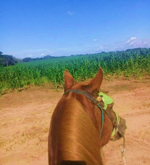 Caballo