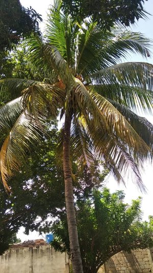 Palmera de coco