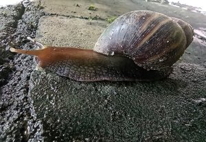 African snail