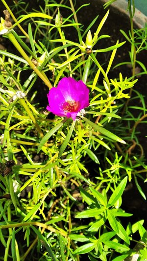 Flor