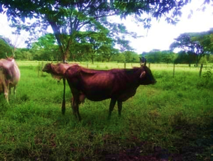 Ganado