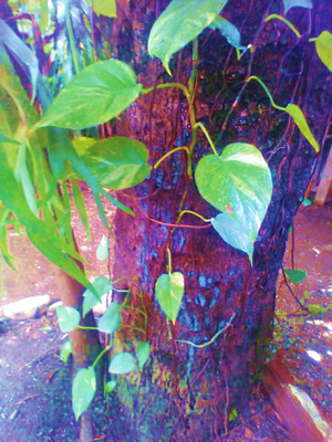 Malanga y mango