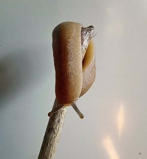 Landslug