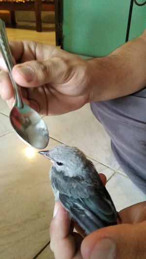 Alimentando pajaro