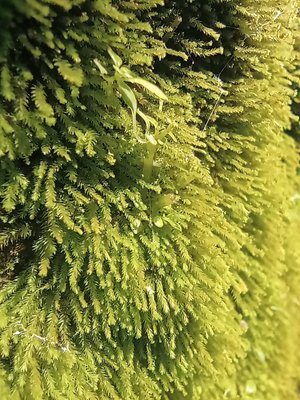 Moss