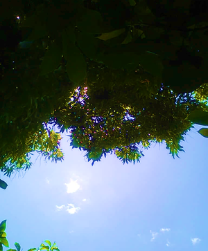 Cielo