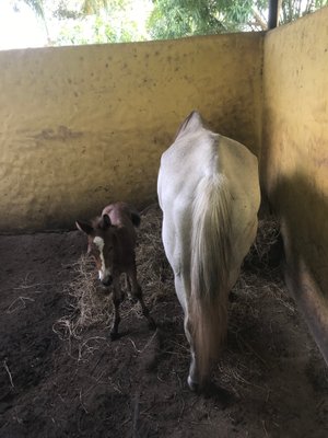 Horses