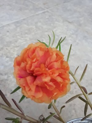 Flor Bella las Once