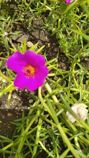Flores