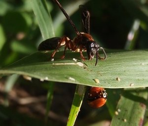 Avispa roja - Hymenoptera