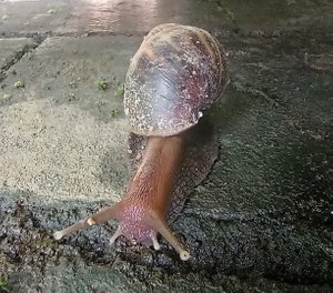 African snail