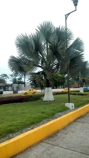 Arbol en plaza