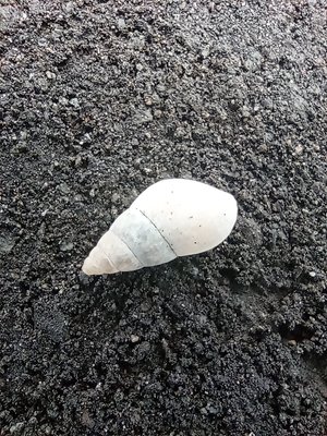 Snail Shell