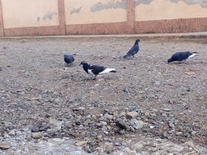palomas - colúmbidas