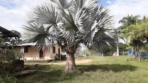 Paisaje con arboles