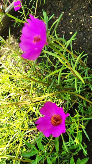 Flor