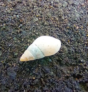 Snail Shell