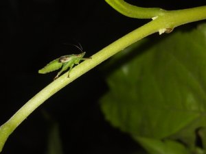 insecto verde