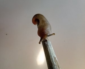 Landslug