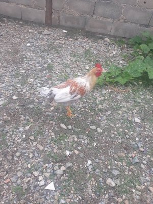 gallo