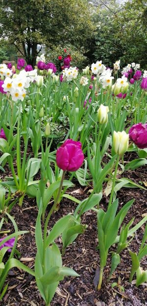 Flores