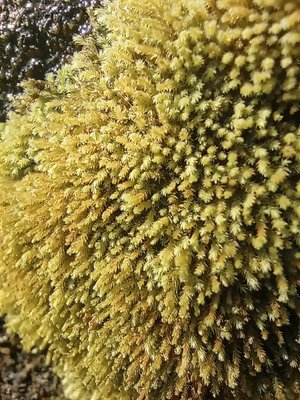 Moss