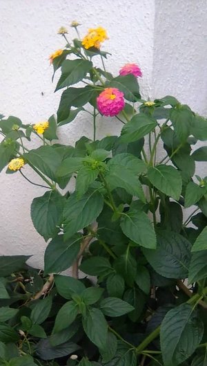 Flores de Cariaquito Morado