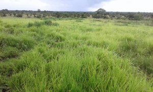 Hierva pasto, prado,pradera