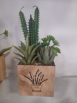 captus en macetas