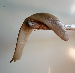 Landslug