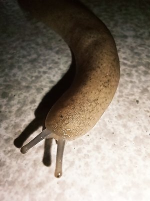 Landslug
