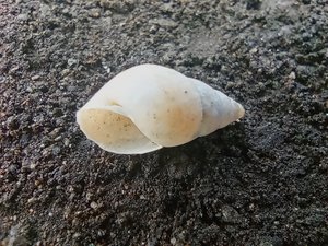 Snail Shell