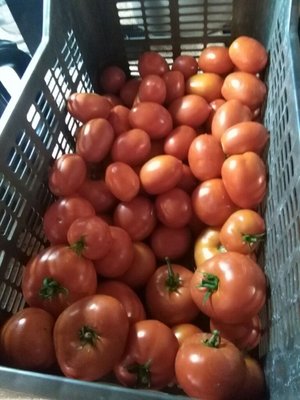 Tomatoes