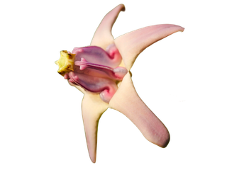 LIL image