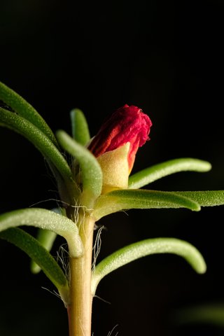 LIL image