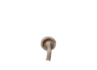 LIL image