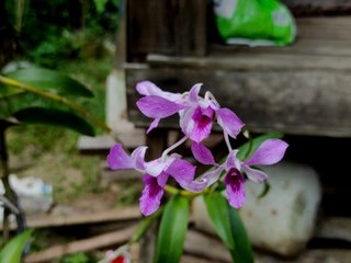 LIL image