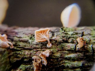 LIL image